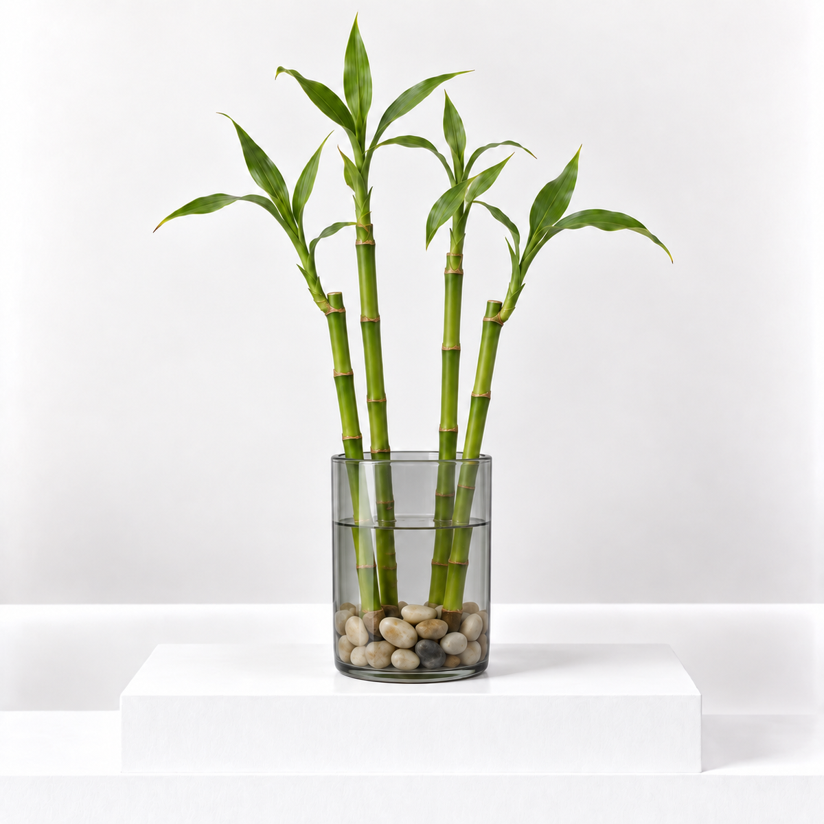 Lucky Bamboo Straight Stems | Indoor Bamboo Plant