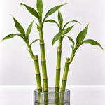 Lucky Bamboo Straight Stems  2