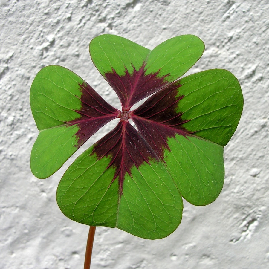 Lucky Clover Plant - Oxalis deppei Lucky Clover Plant - Oxalis deppei image3 3