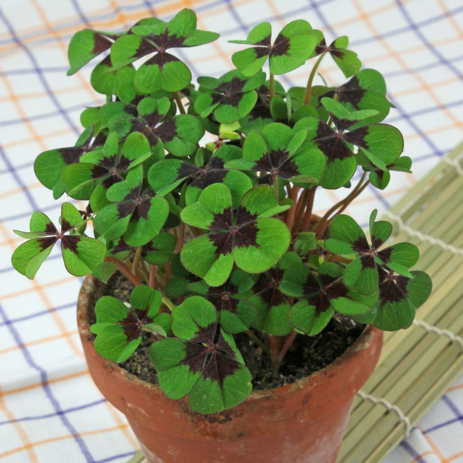 Lucky Clover Plant - Oxalis deppei Lucky Clover Plant - Oxalis deppei image4 4
