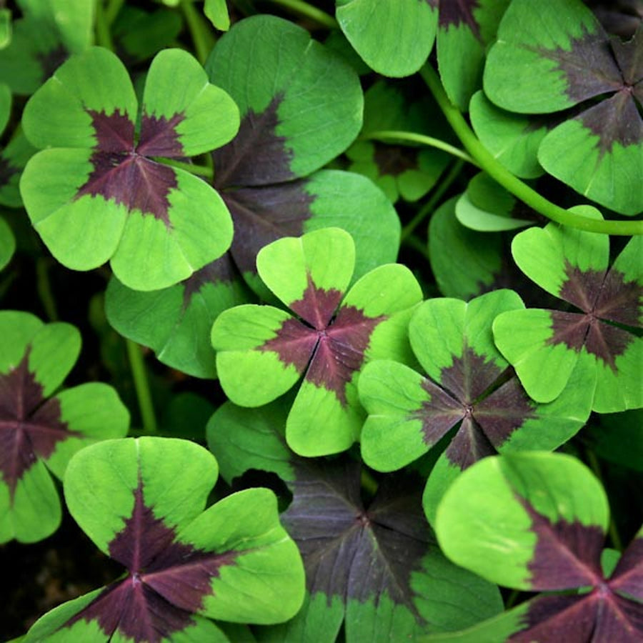 Lucky Clover Plant - Oxalis deppei Lucky Clover Plant - Oxalis deppei image2 2
