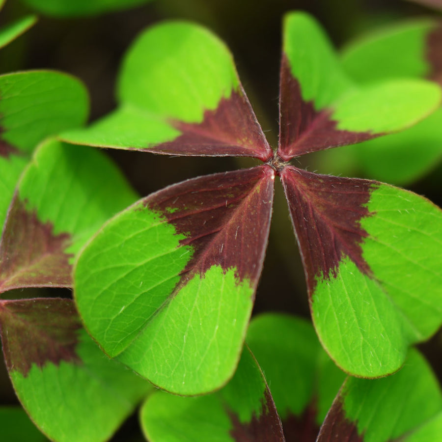 Lucky Clover Plant - Oxalis deppei Lucky Clover Plant - Oxalis deppei image1 1