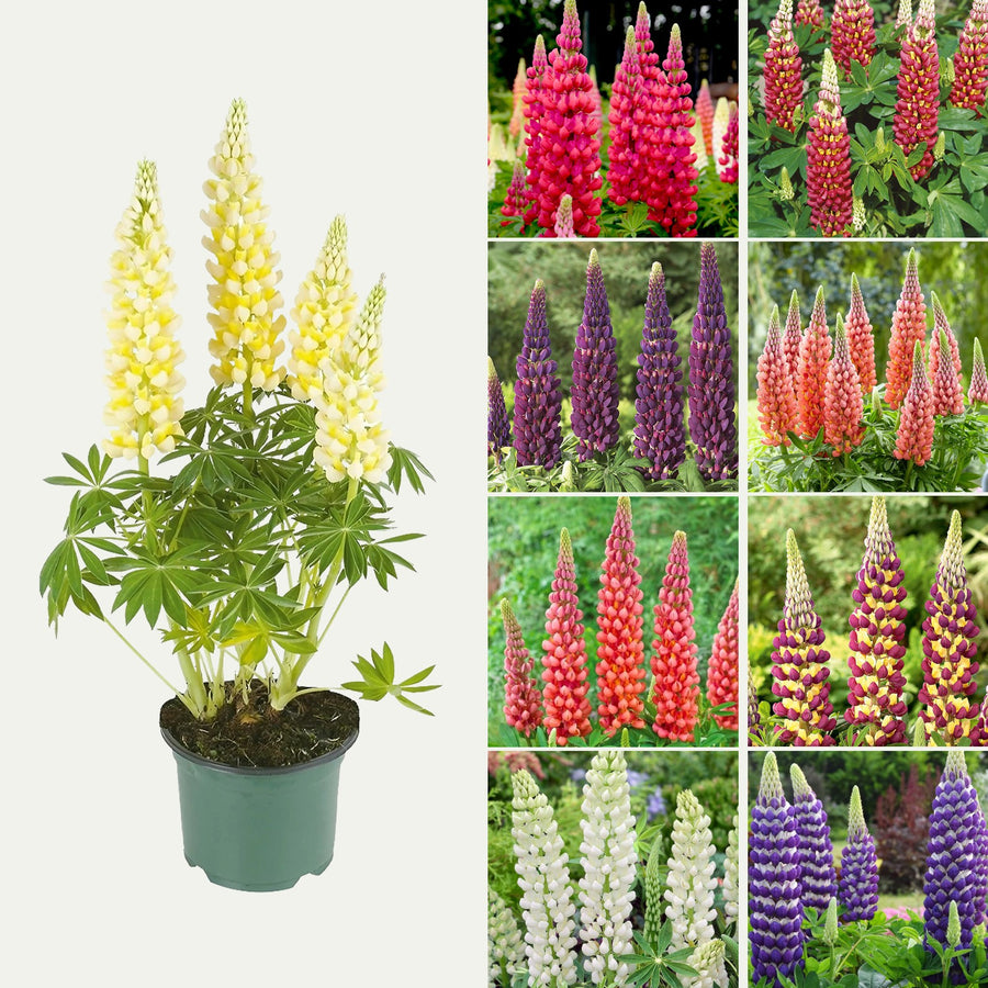 Lupin 'West Country' Plant Mix (2 Plants) Lupin 'West Country' Plant Mix (2 Plants) image1 2