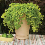 Lysimachia 'Creeping Jenny'  2