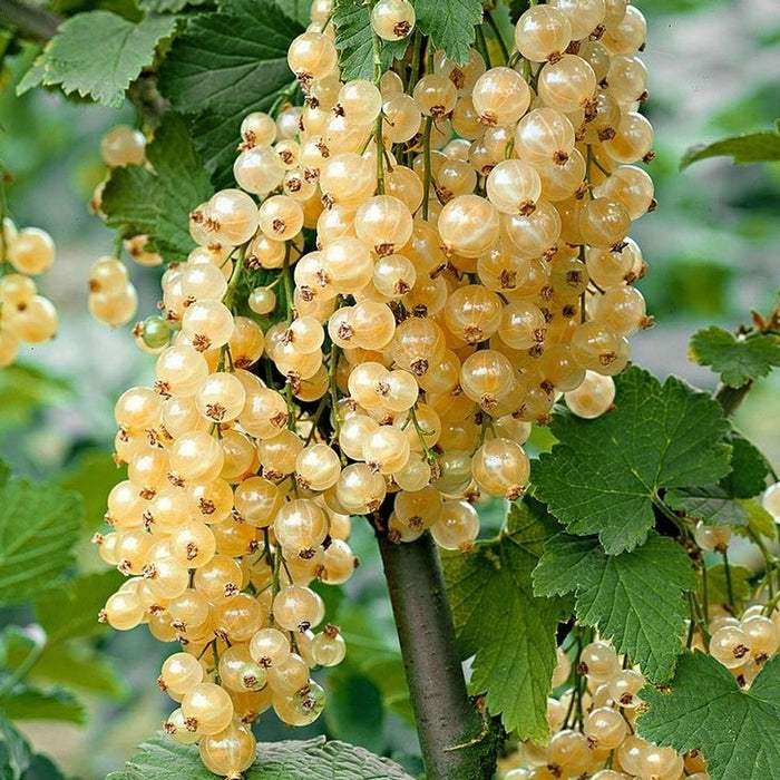 Currant Fruit Plant  3
