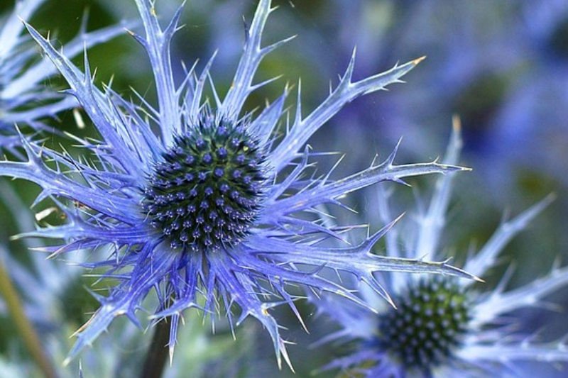 Eryngium 'Magical Blue Globe' (2 Plants) Eryngium 'Magical Blue Globe' (2 Plants) image3 4
