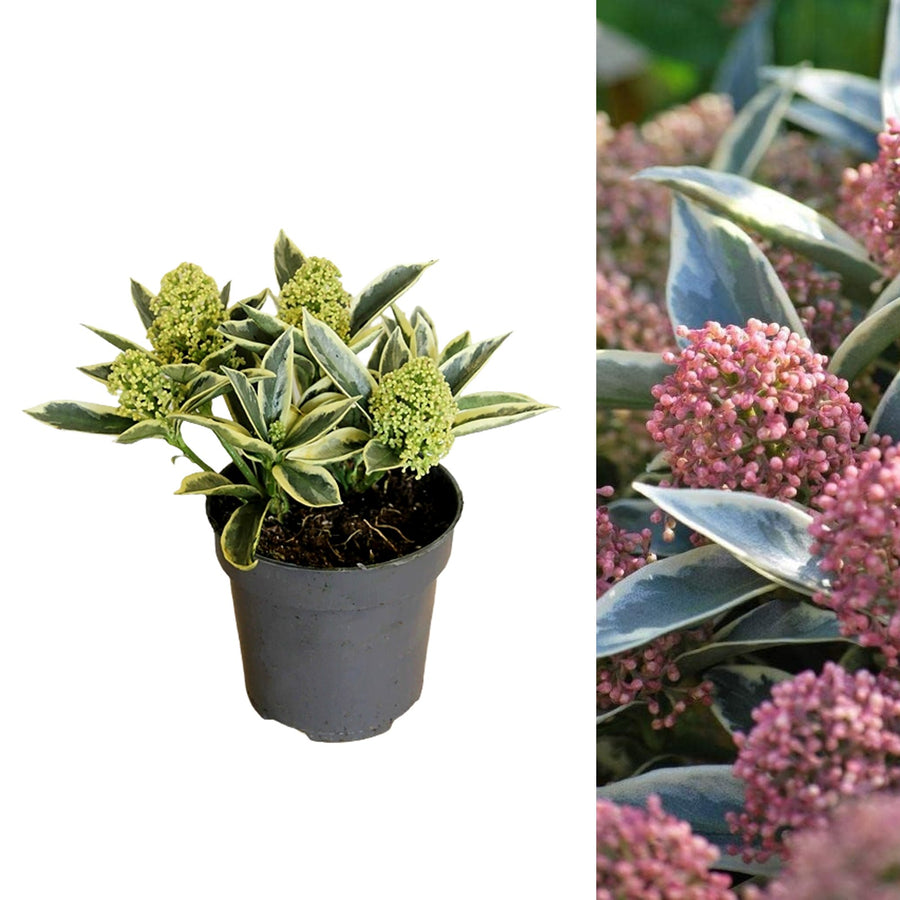 Skimmia Japonica 'Magic Marlot' magicmarlot 2