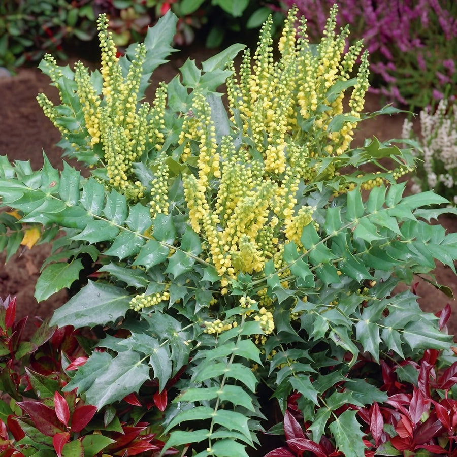 Mahonia Media Evergreen mahonia-media-charity (1)_clipdrop-enhance 1