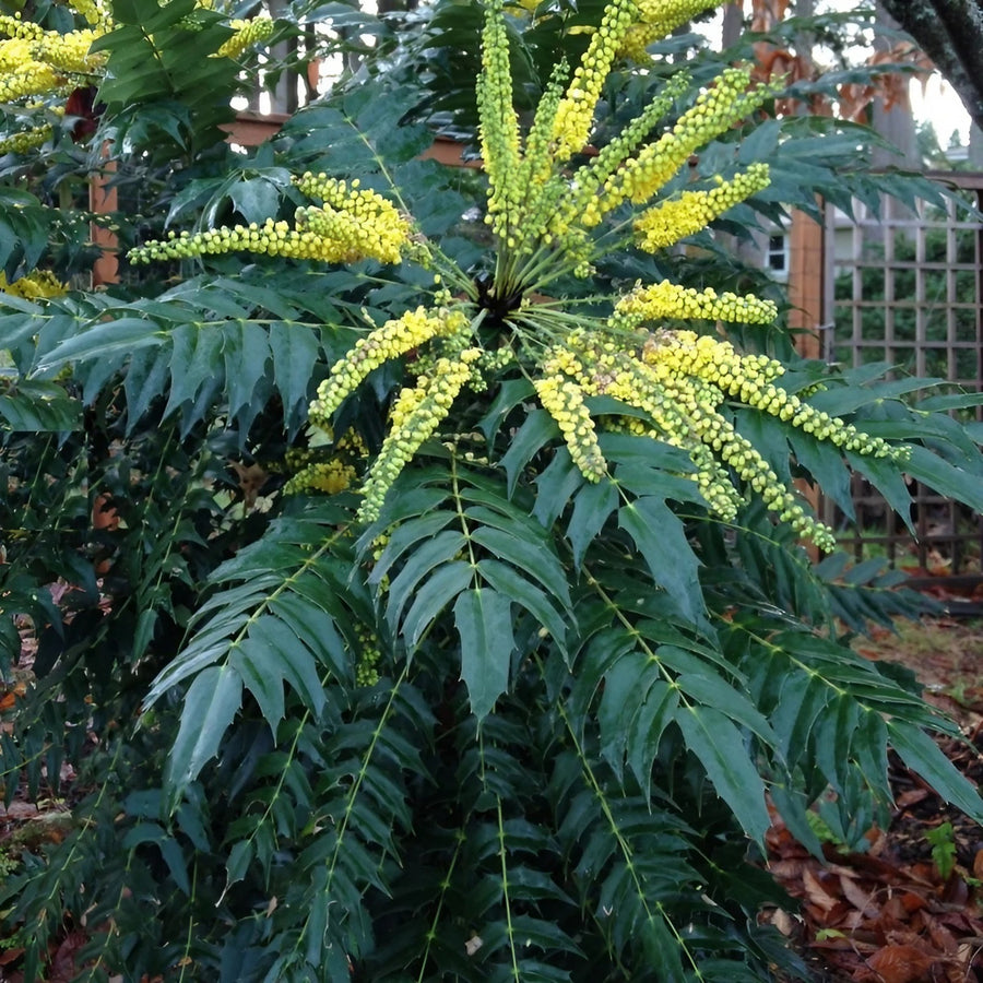 Mahonia Media Evergreen mahonia-media-charity_clipdrop-enhance 5