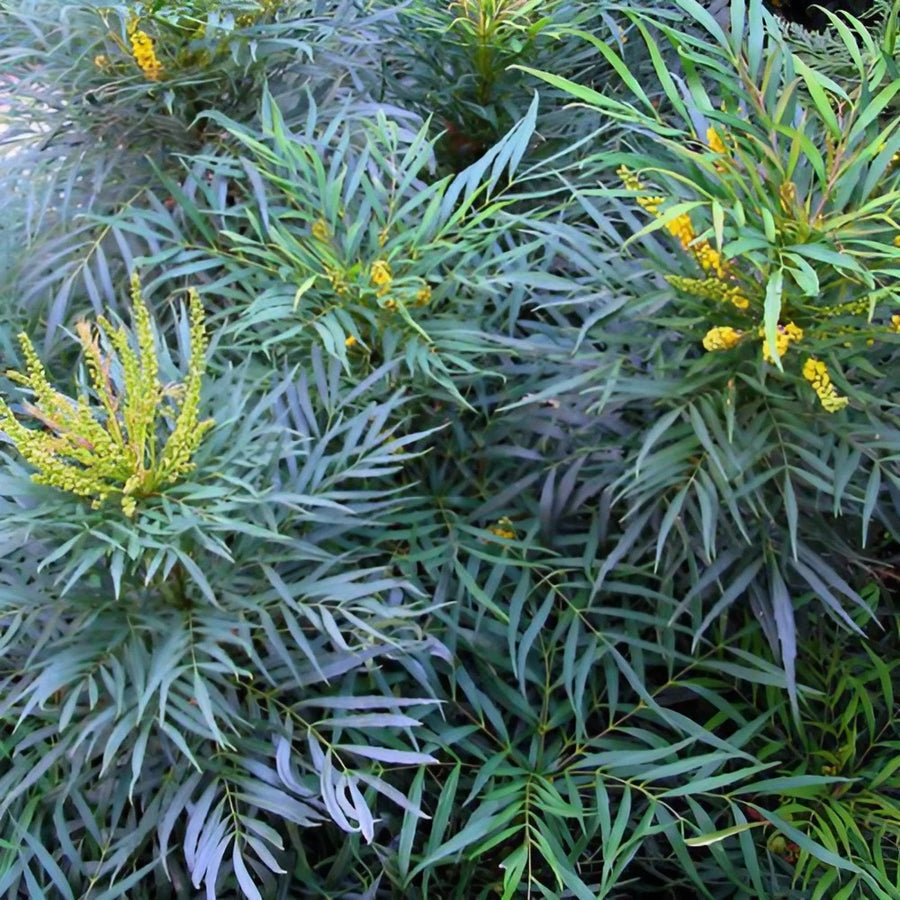 Mahonia aeurybracteata Soft Cares Mahonia aeurybracteata Soft Cares image2 2