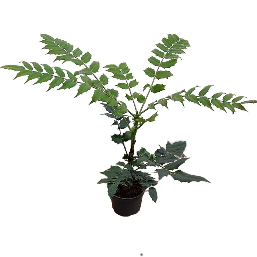 Mahonia Media Evergreen mahonia 4