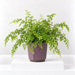 Maidenhair Fern  1