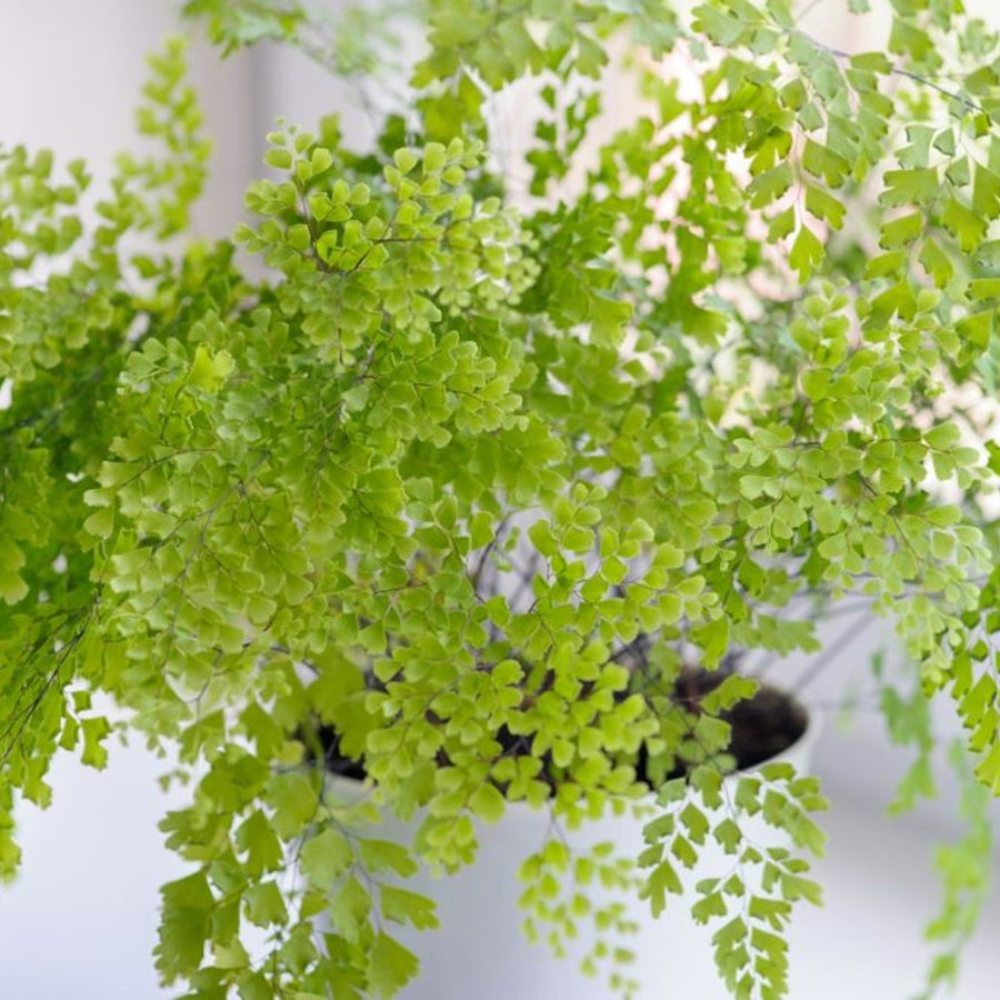 Mini Indoor Plant Mix maidenhairfern 11