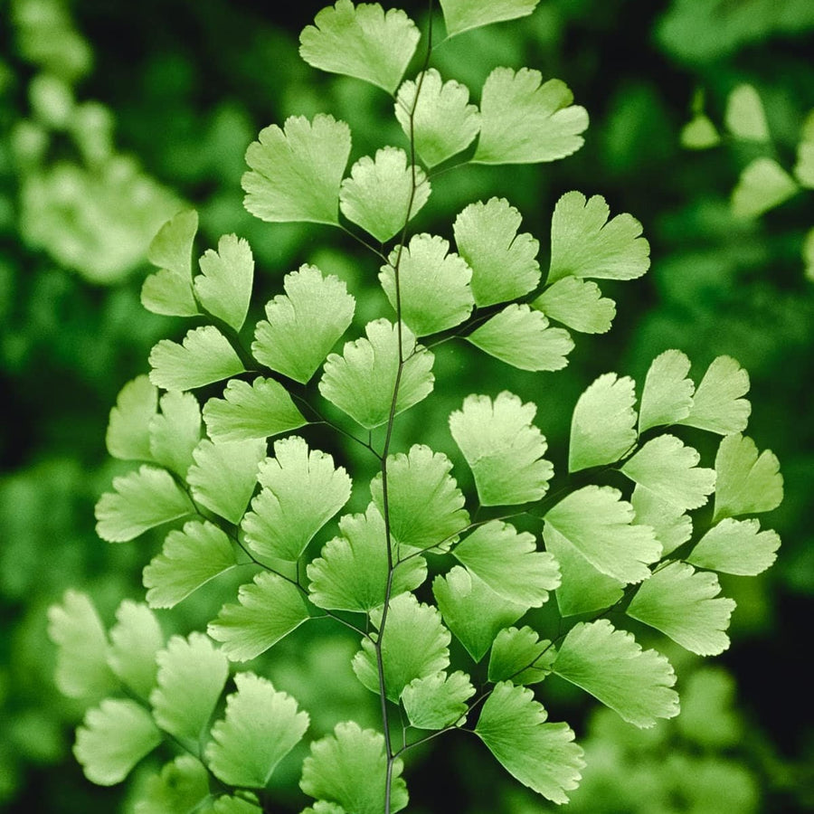 Maidenhair Fern Maidenhair Fern image4 4
