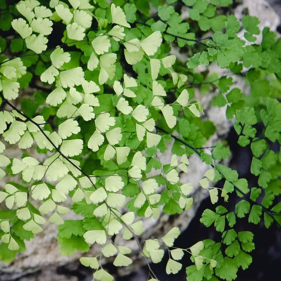 Maidenhair Fern Maidenhair Fern image3 3