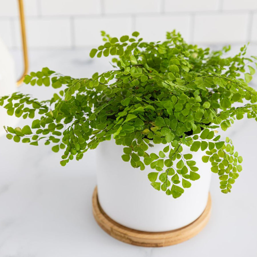 Maidenhair Fern Maidenhair Fern image2 2