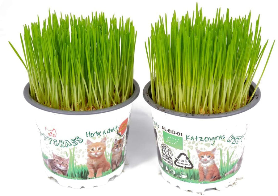 Cat Grass Hordeum Vulgare Plants main 2