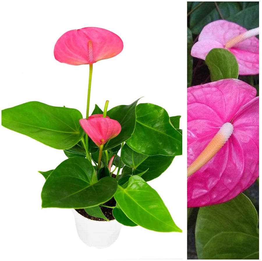 Pink Flamingo Lily Anthurium Plant main 3