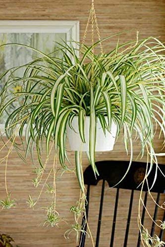 Hanging Spider Plant Hanging Spider Plant image2 1
