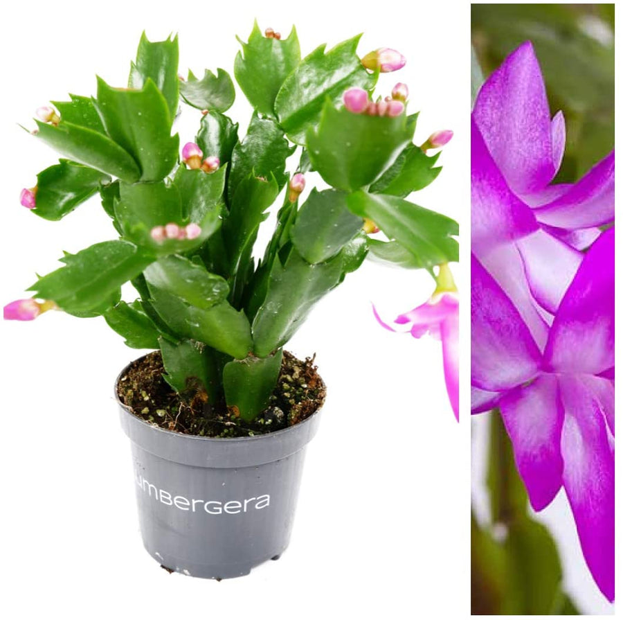 Christmas Cactus Purple Flowers Christmas Cactus Purple Flowers image2 4