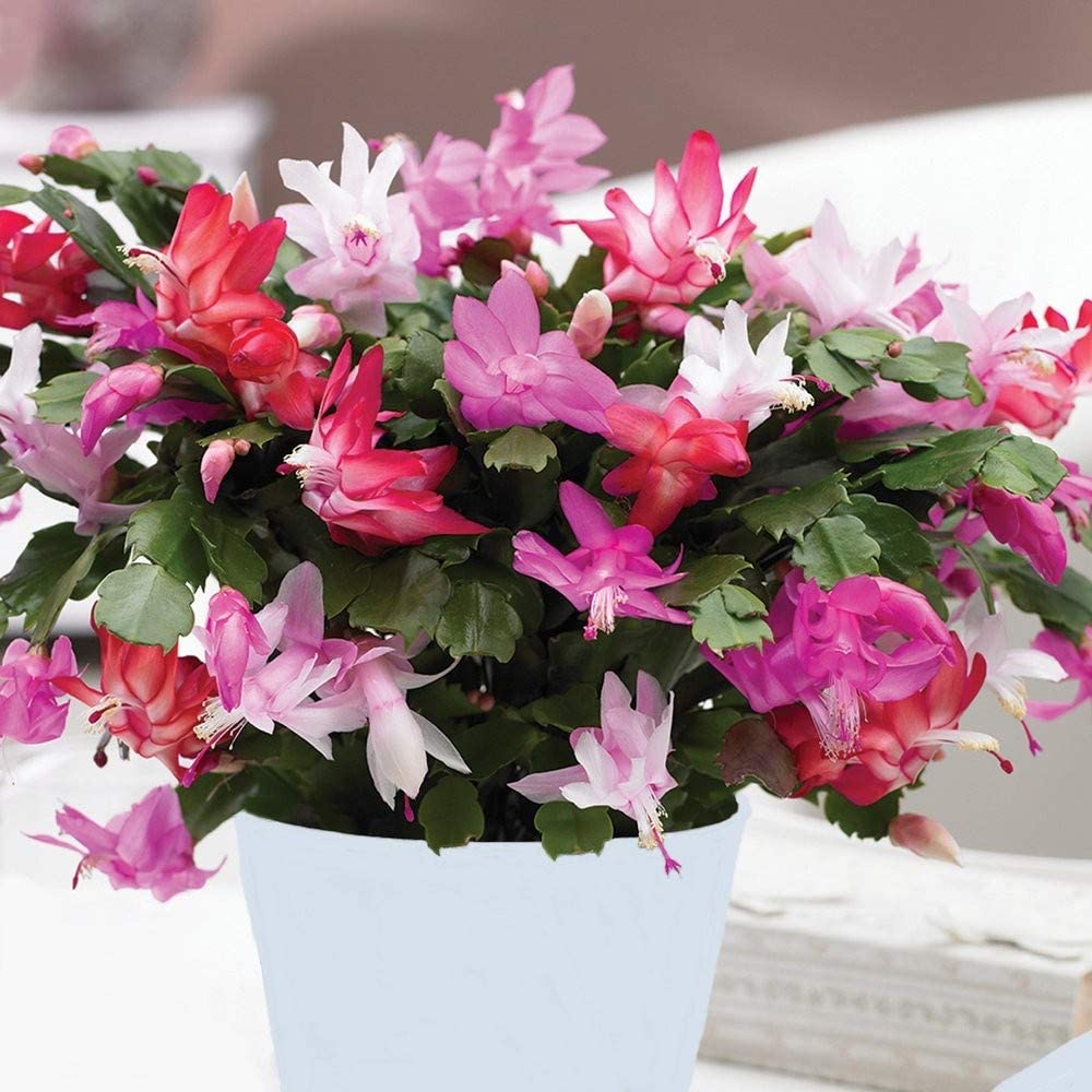 Christmas Cactus