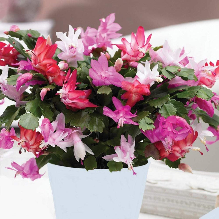 Christmas Cactus Multi Colour Christmas Cactus Multi Colour -14cm image1 1