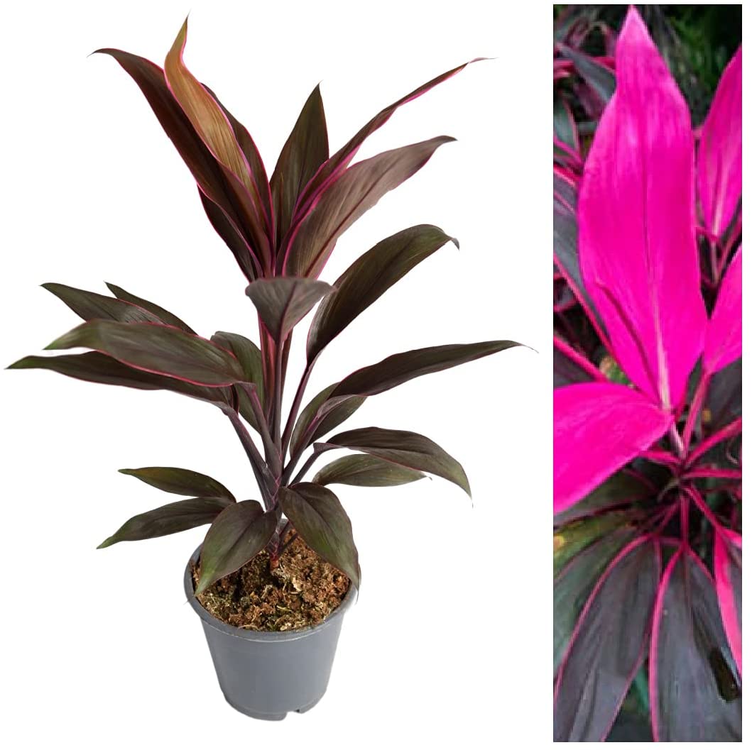 Cordyline Kiwi Tristar Plant main 2