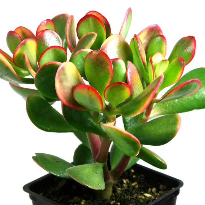 Crassula Ovata -  Money Plant main 3