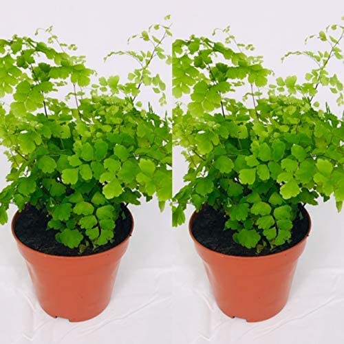 Maidenhair Fern - Adiantum raddianum Maidenhair Fern -Adiantum raddianum image2 2
