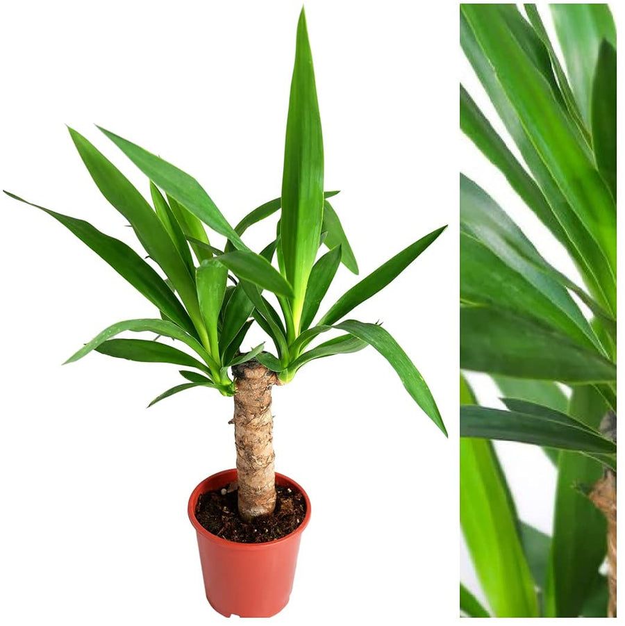 Yucca Elephantipes Spinless main - Copy (2) 2