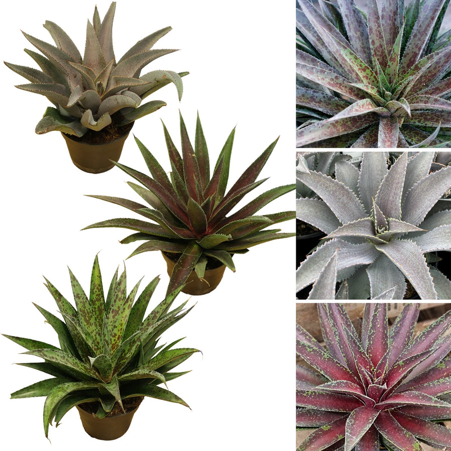 Mangave (Manfreda x Agave) - Rare Hybrid mangave 2