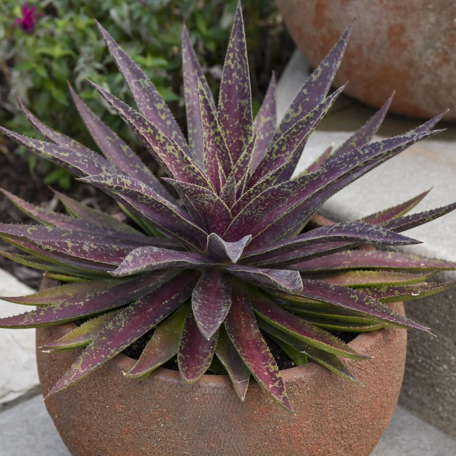 Mangave (Manfreda x Agave) - Rare Hybrid mangave_blazing-saddles_3920_05carre 8