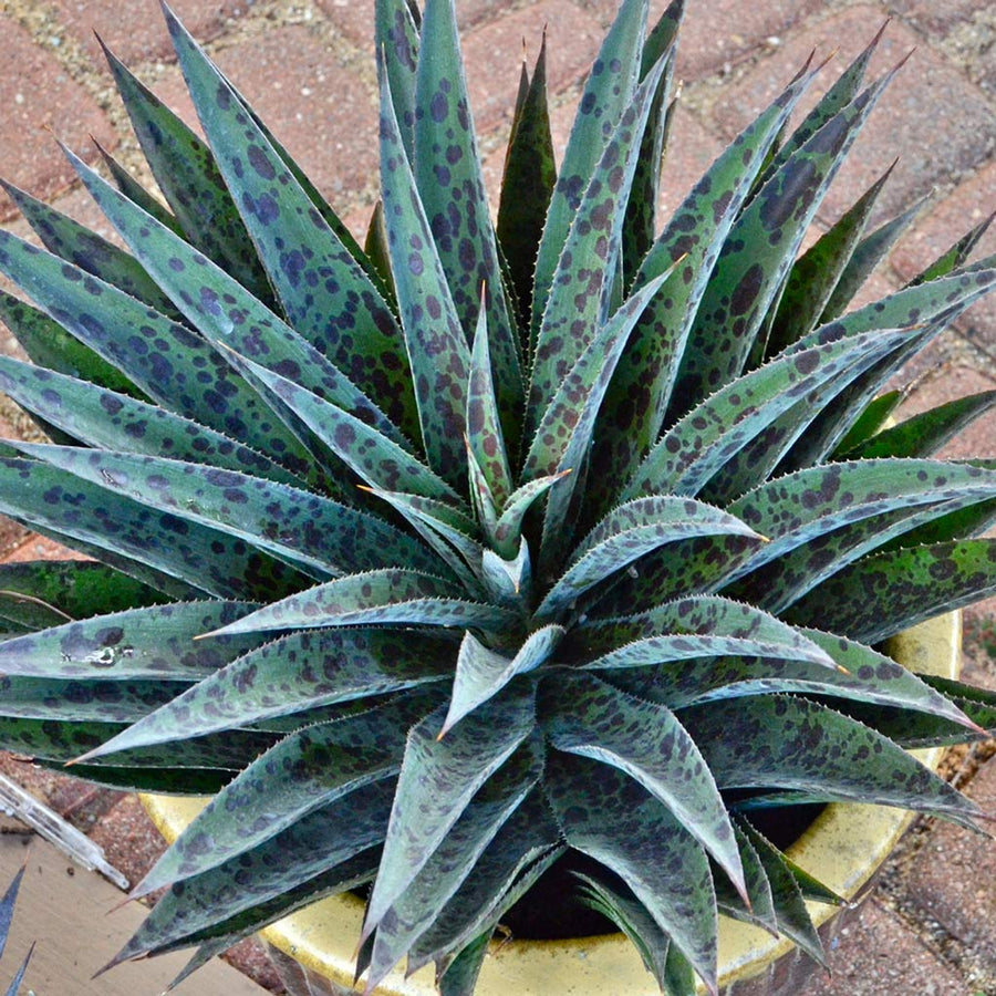 Mangave (Manfreda x Agave) - Rare Hybrid mangave_pineapple_express_b__25126 7