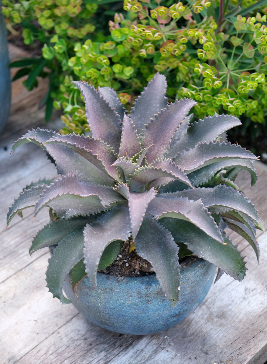 Mangave (Manfreda x Agave) - Rare Hybrid Mad about Mangave® 1