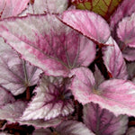 Begonia Beleaf Maori Haze  2