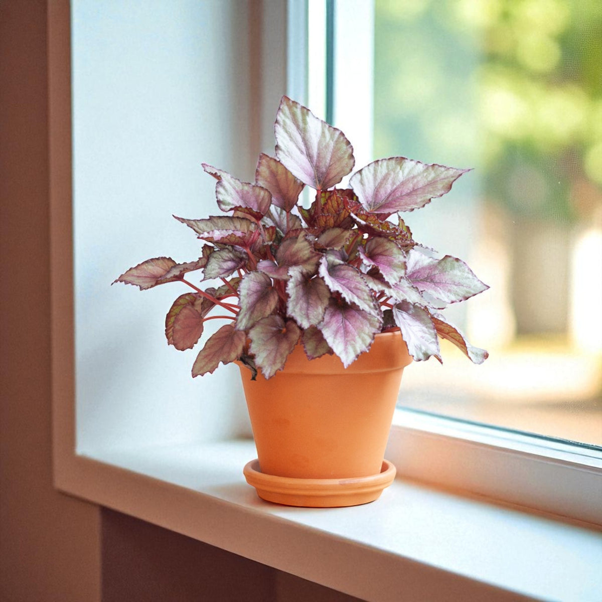 Begonia Beleaf Maori Haze  3