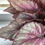Begonia Beleaf Maori Haze  4