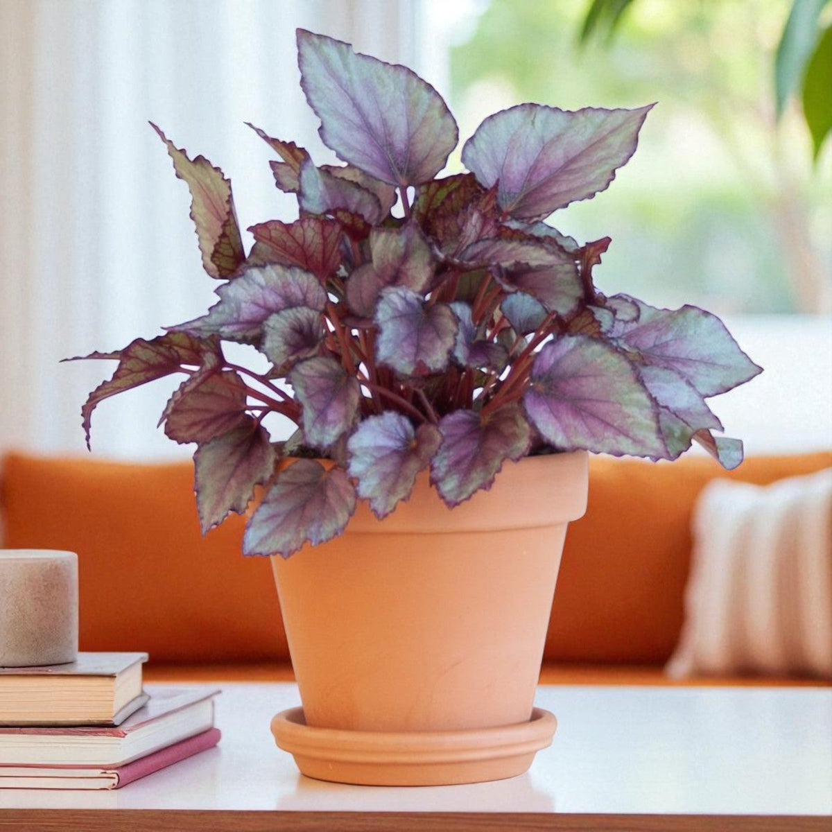 Begonia Beleaf Maori Haze  1