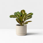 Pet Friendly Houseplant Bundle - Maranta Fascinator, Parlour Palm & Boston Fern  3