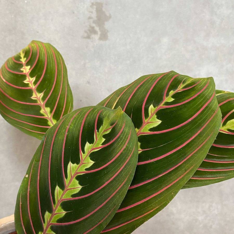 Mini Indoor Plant Mix maranta 13