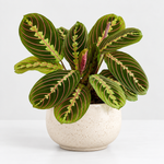 Air Purifying Plant Collection - Peace Lily, Maranta Fascinator & Devi's Ivy Pothos  3