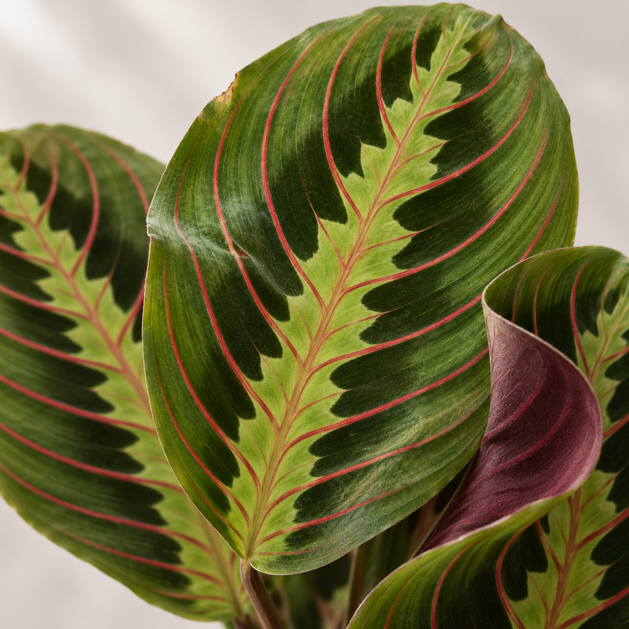 Maranta Fascinator  4