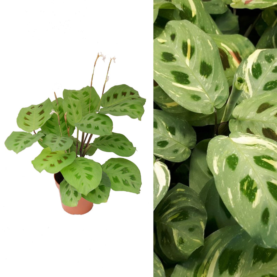 Maranta Leuconeura marantavariegata 2