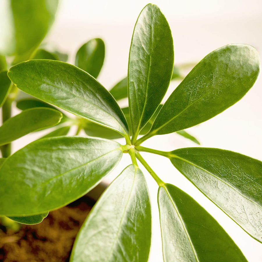 Schefflera Umbrella Plant on Volcanic Lava Stone  2