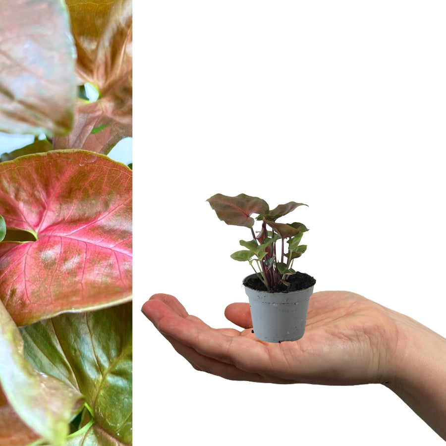 Syngonium Maria in 6cm Pot maria 2