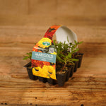 Plug Plants - Marigold French Fancy Mix  2