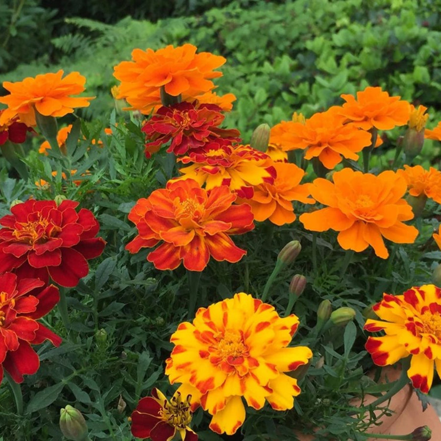 Plug Plants - Marigold French Fancy Mix  1