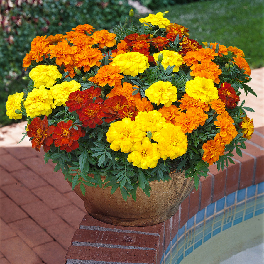 Plug Plants - Marigold French Fancy Mix  3