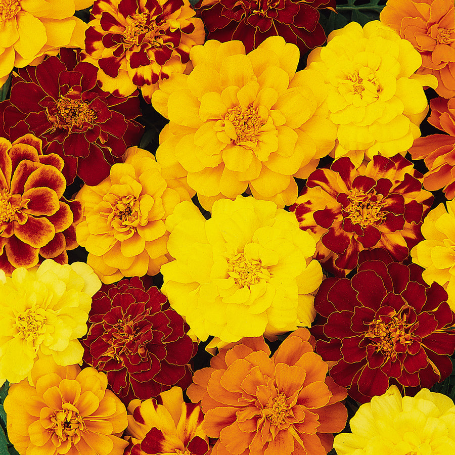 Plug Plants - Marigold French Fancy Mix  4