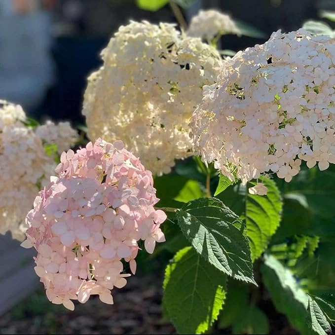 Hydrangea Arborescens Candybelle Marshmallow  2